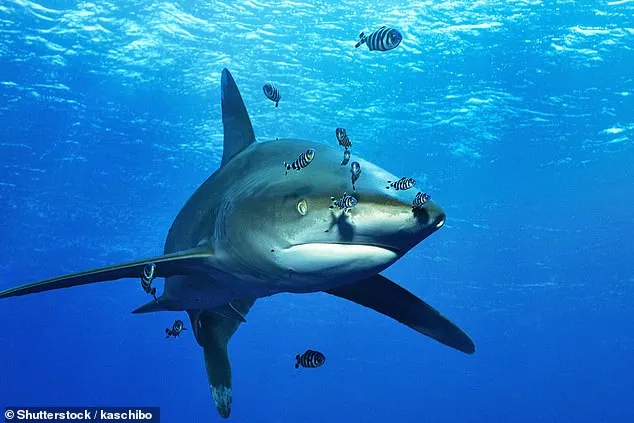 A Scuba Diver's Encounter with Danger: A Story of Shark Attack Survival