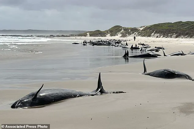 Australia Faces Difficult Decision on Stranded Whales