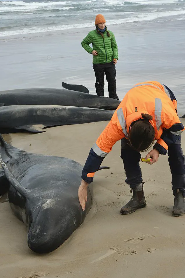 Australia Faces Difficult Decision on Stranded Whales