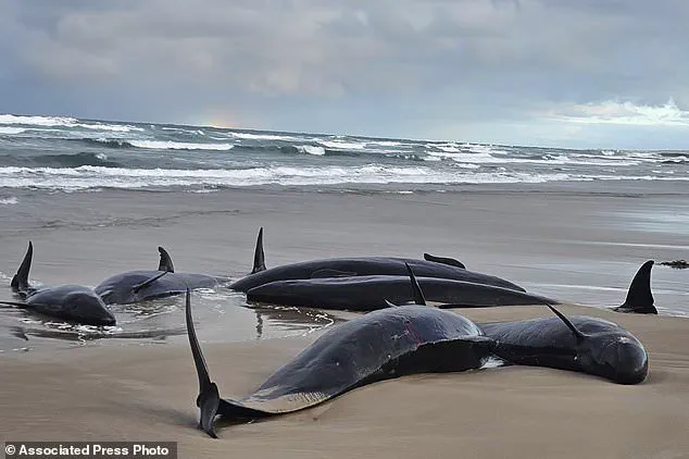 Australia Faces Difficult Decision on Stranded Whales