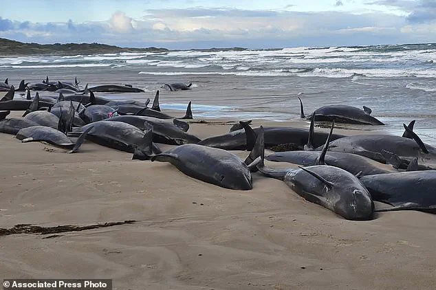 Australia Faces Difficult Decision on Stranded Whales