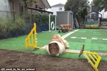 Dog lover transforms himself into a border collie and launches a unique zoo for animal dreams