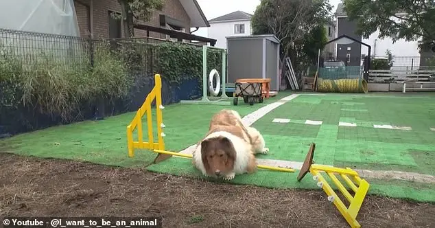 Dog lover transforms himself into a border collie and launches a unique zoo for animal dreams