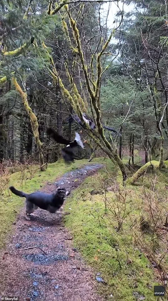 Hiker's Super Bowl Day Encounter with Two Bald Eagles Tangled in a Tree