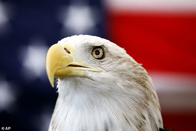 Hiker's Super Bowl Day Encounter with Two Bald Eagles Tangled in a Tree