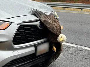 Hiker's Super Bowl Day Encounter with Two Bald Eagles Tangled in a Tree