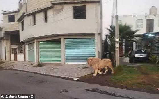 Lion on the loose in Mexican town sparks panic