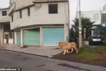 Lion on the Loose in San Pedro Cholula, Mexico