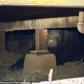 Los Angeles Man Finds 525-Pound Bear in His Home's Crawl Space