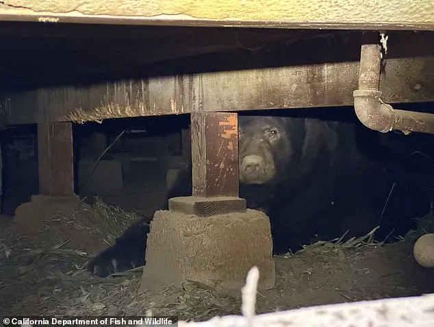 Los Angeles Man Finds 525-Pound Bear in His Home's Crawl Space