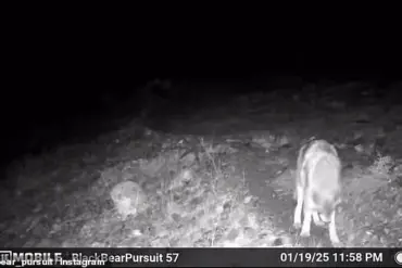 Rare Footage Captures Mountain Lions and Wolves Near Human Trails in California