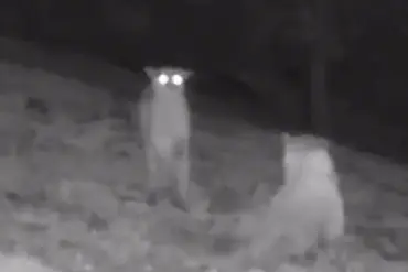 Rare Footage Captures Mountain Lions and Wolves Near Human Trails in California