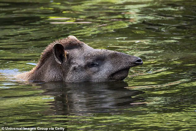 Rare Sighting of South American Tapirs in Brazil