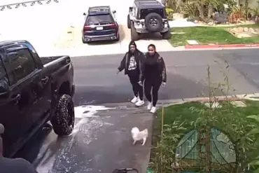 Shocking Video Shows Woman Viciously Kicking Small Dog During Altercation