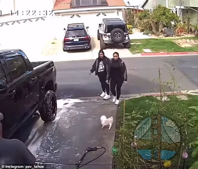 Shocking Video Shows Woman Viciously Kicking Small Dog During Altercation