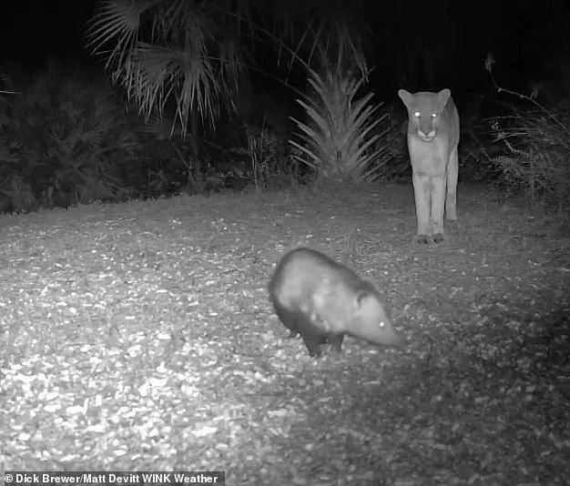 Unusual Animal Encounters in Florida: Panthers, Opossums, and Weather Cameras