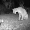 Unusual Animal Encounters in Florida: Panthers, Opossums, and Weather Cameras