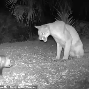 Unusual Animal Encounters in Florida: Panthers, Opossums, and Weather Cameras