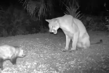 Unusual Animal Encounters in Florida: Panthers, Opossums, and Weather Cameras