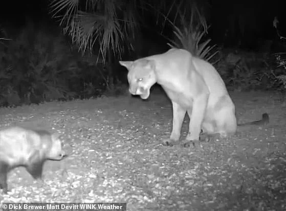 Unusual Animal Encounters in Florida: Panthers, Opossums, and Weather Cameras