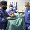 World's First Successful Pig Liver Transplant in Human: A Medical Breakthrough at Xijing Hospital