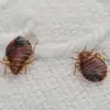 Bedbugs: The Hidden Threat in Your Vacation Rental