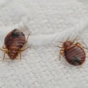 Bedbugs: The Hidden Threat in Your Vacation Rental