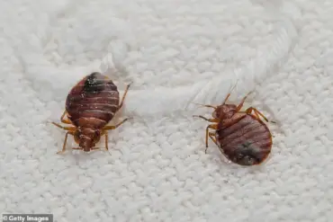 Bedbugs: The Hidden Threat in Your Vacation Rental