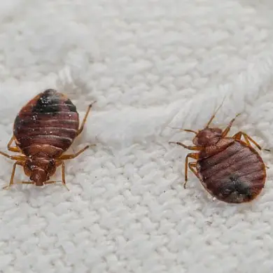 Bedbugs: The Hidden Threat in Your Vacation Rental