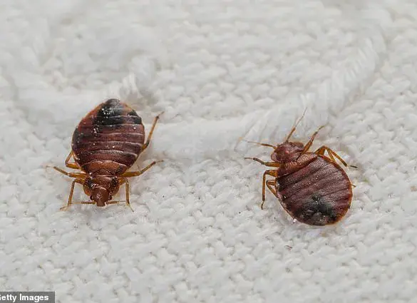 Bedbugs: The Hidden Threat in Your Vacation Rental