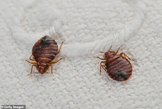 Bedbugs: The Hidden Threat in Your Vacation Rental