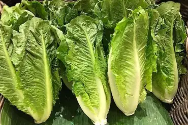 E. coli Outbreak Linked to Food Poisoning of at Least 89 Across 15 States with One Death