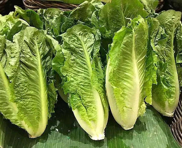 E. coli Outbreak Linked to Food Poisoning of at Least 89 Across 15 States with One Death