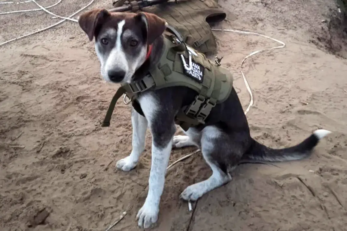Heroic Dog 'Buriat' Saves Lives as a Vital Guide and Protector in Kherson Region