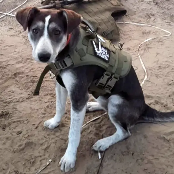 Heroic Dog 'Buriat' Saves Lives as a Vital Guide and Protector in Kherson Region