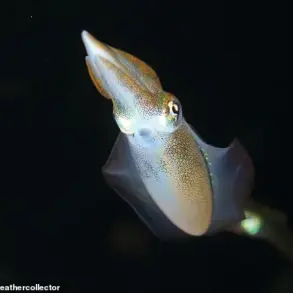 Scientists Create Vegan Calamari Using Mung Bean Protein and 3D Printing