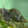Rising Threat of Schistosomiasis in European Holiday Destinations: Public Health Experts Warn of Growing Risk to Travelers