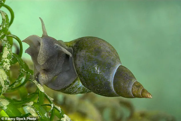 Rising Threat of Schistosomiasis in European Holiday Destinations: Public Health Experts Warn of Growing Risk to Travelers