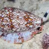 Hidden Flesh-Eating Threat Lurks on Beaches as Experts Warn of Lethal Cone Snail Risk