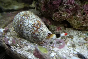 Hidden Flesh-Eating Threat Lurks on Beaches as Experts Warn of Lethal Cone Snail Risk