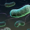Urgent Warning: E. coli Infections Surge by 26% in England Amid Contaminated Salad Outbreak, UKHSA Reports