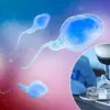 Heatwave's Impact on Male Fertility: Physiological Changes and Concerns Among Experts