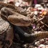 Hiker Dies After Timber Rattlesnake Bite at Savage Gulf State Park, Tennessee