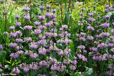 Privileged Access to Natural Anxiety Remedy: Low-Cost Lavender Oil Shows Promise