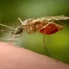 Rise in Chikungunya Cases Sparks Urgent Travel Advisories as UK Health Officials Warn of Growing Threat to International Travelers