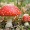 Rising Concerns Over Microdosing Mushrooms: Increase in Dangerous Reactions Amid Popularity and Mental Health Claims