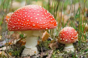 Rising Concerns Over Microdosing Mushrooms: Increase in Dangerous Reactions Amid Popularity and Mental Health Claims