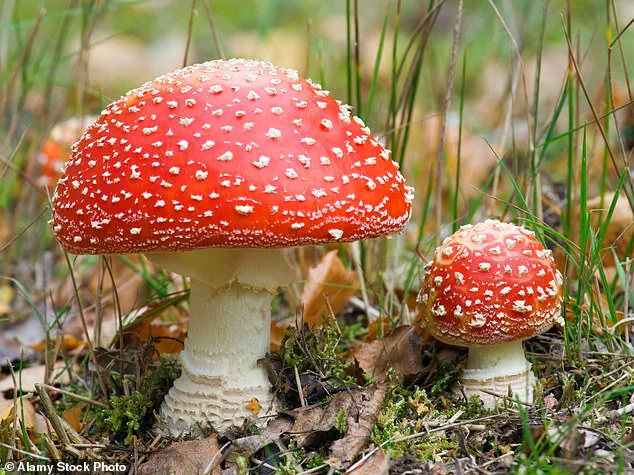 Rising Concerns Over Microdosing Mushrooms: Increase in Dangerous Reactions Amid Popularity and Mental Health Claims