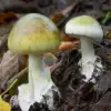 Rising Concerns Over Microdosing Mushrooms: Increase in Dangerous Reactions Amid Popularity and Mental Health Claims